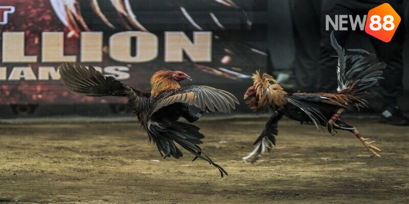 Đá gà trực tiếp Philippine mang đến nhiều lợi ích